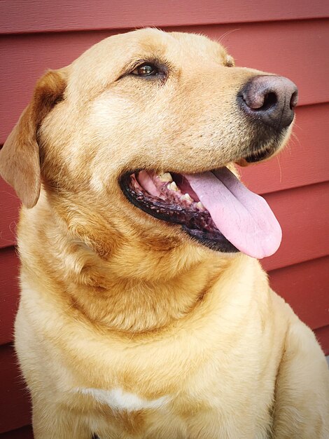 Close-up portrait of dog sticking out tongue