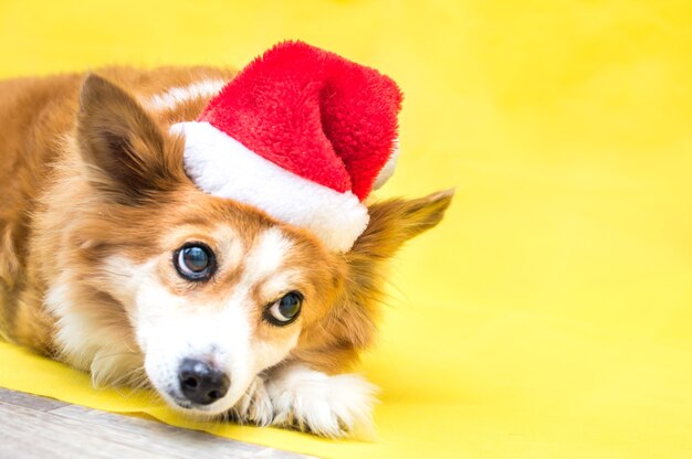 Close-up portrait of a dog on a yellow surface wearing a santa claus hat. New Year 2021