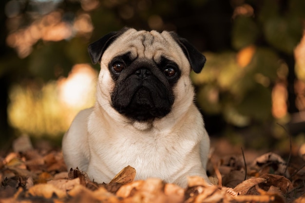 Photo close-up portrait of a dog