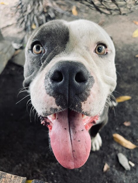 Photo close-up portrait of dog