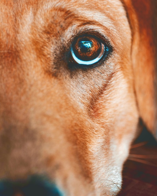 Photo close-up portrait of dog