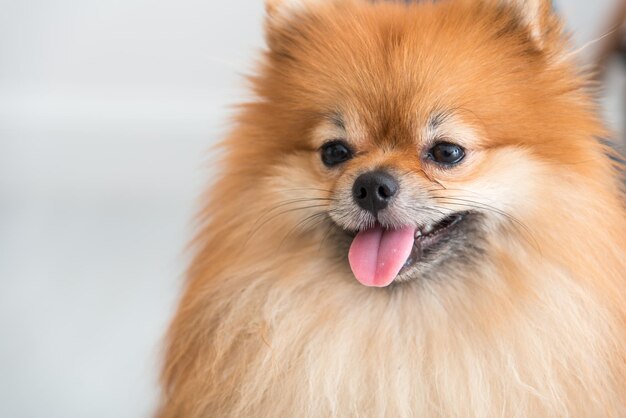 Close-up portrait of dog