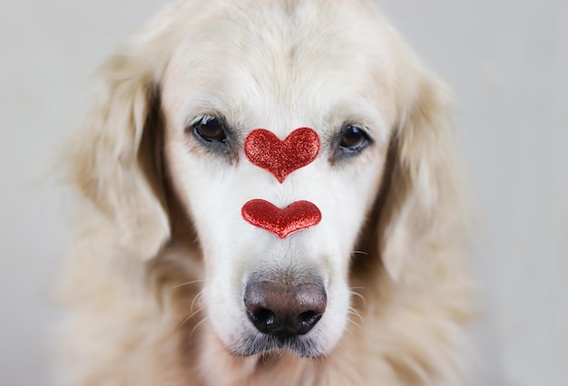 Photo close-up portrait of a dog