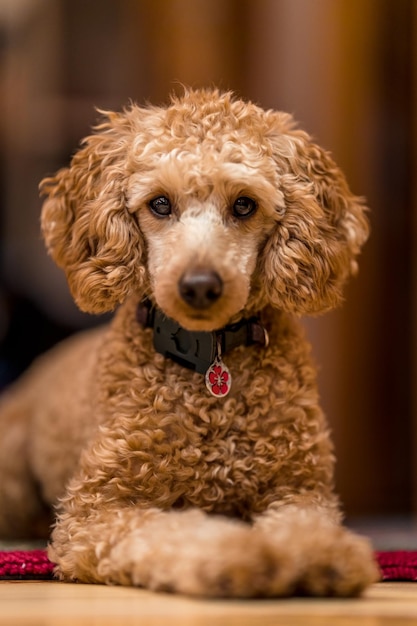 Photo close-up portrait of a dog