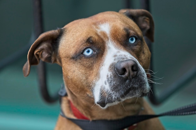 Photo close-up portrait of dog