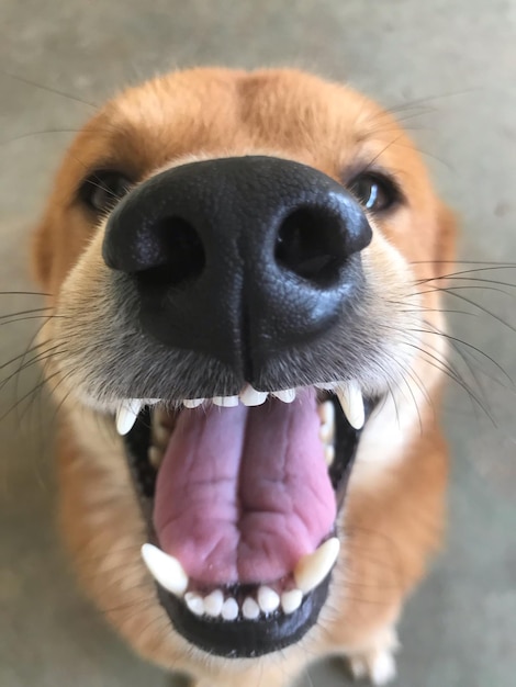 Photo close-up portrait of dog