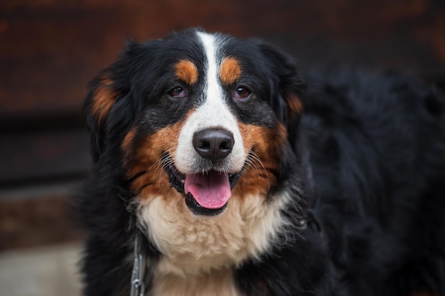 Close-up portrait of dog