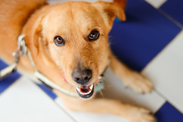 Close-up portrait of dog