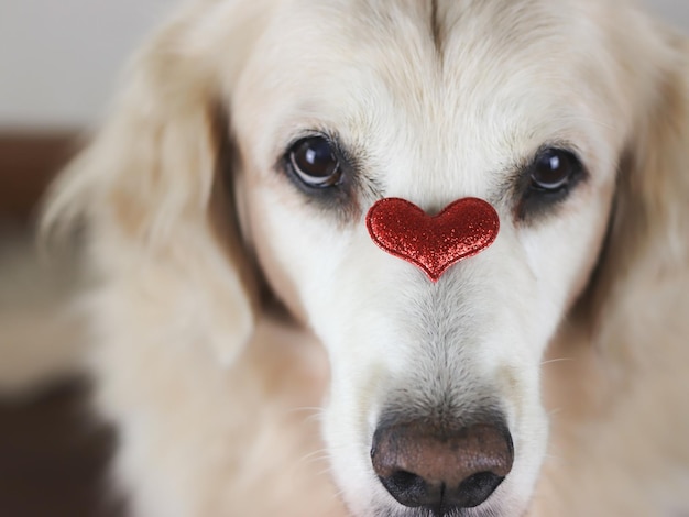 Photo close-up portrait of a dog