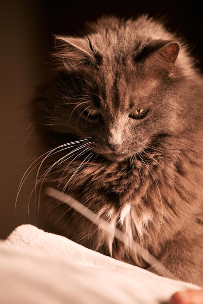 Close up portrait of a domestic relaxed cat beautiful grey male cat