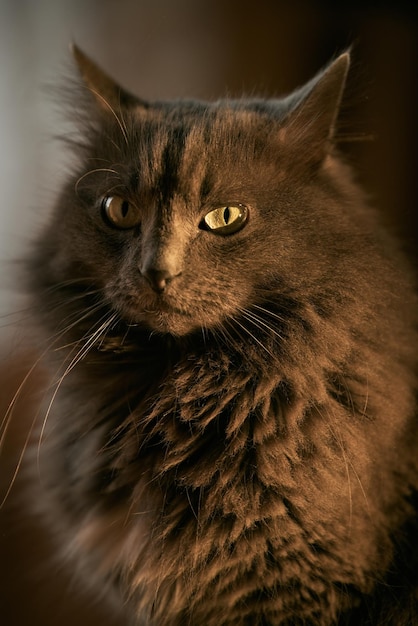 Close up portrait of a domestic relaxed cat beautiful grey male cat