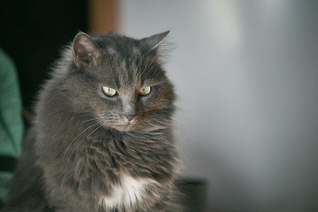 Close up portrait of a domestic relaxed cat beautiful grey male cat