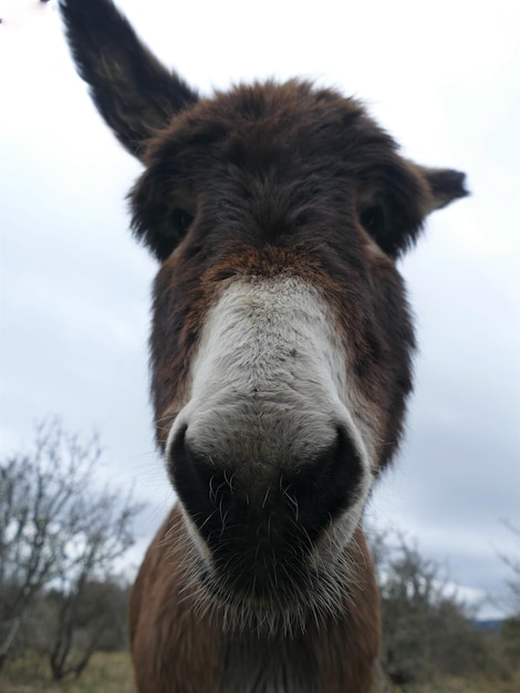 Photo close-up portrait of a donkey