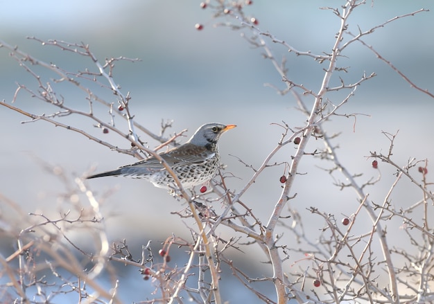 Close-up portrait of The fieldfare (Turdus pilaris) sitting on the branches of hawthorn with bright red berries