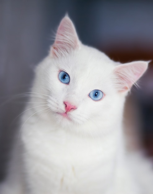 Close-up portrait of a fluffy white cat with blue eyes