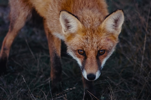 Photo close-up portrait of a fox