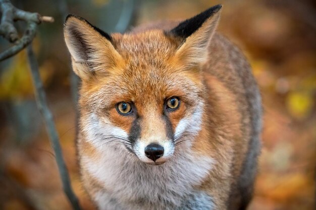 Photo close-up portrait of a fox