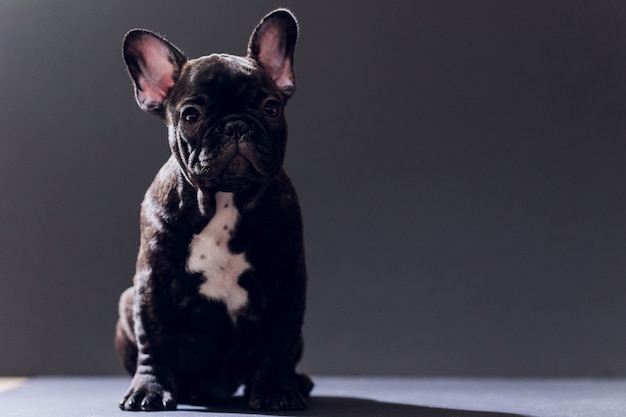 Close-up Portrait of Funny Smiled French Bulldog Dog and Curiously Looking, Front view, Isolated 