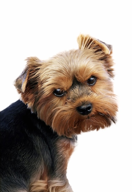 Close-up portrait of funny Yorkshire terrier indoor on white