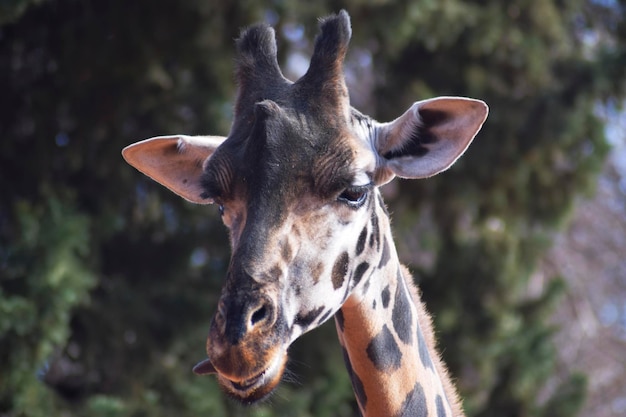 Close up portrait of a giraffe