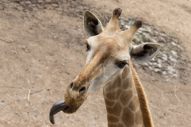 Close up portrait of giraffe