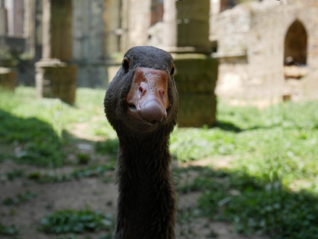 Close-up portrait of a goose