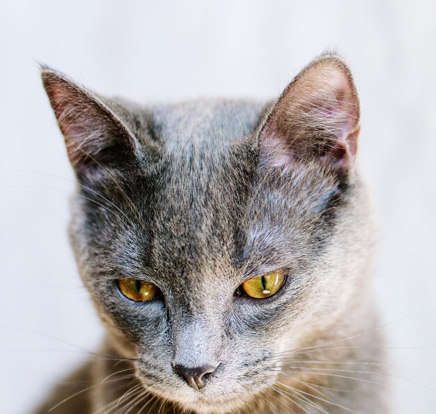 Photo close-up portrait of a gray cat