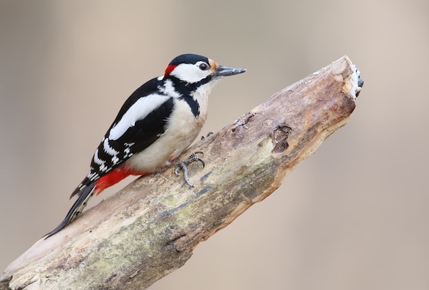 Close up portrait of great spotted  woodpecker. Male.The identifications signs of the bird and the structure of the feathers are clearly visible.