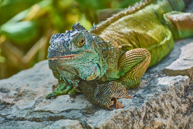 Close-up portrait of a green Pacific Iguana while standing stillly resting.