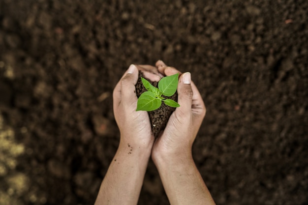 close up portrait of hand holding seed in the garden with soil background