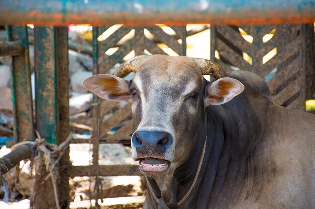 Close-up portrait of horse