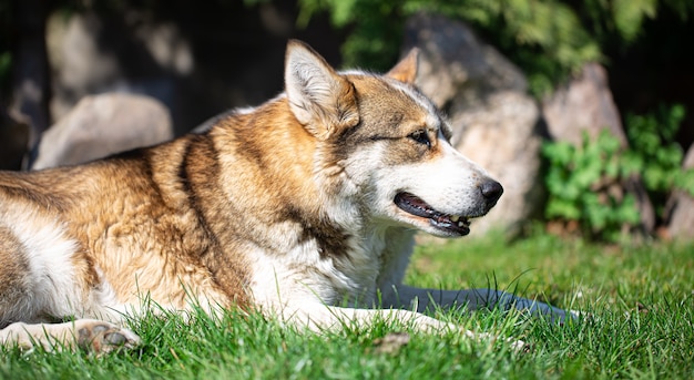 Close up portrait of a husky dog lying on the grass.