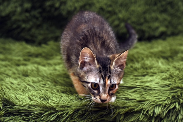 Close-up portrait of a kitten