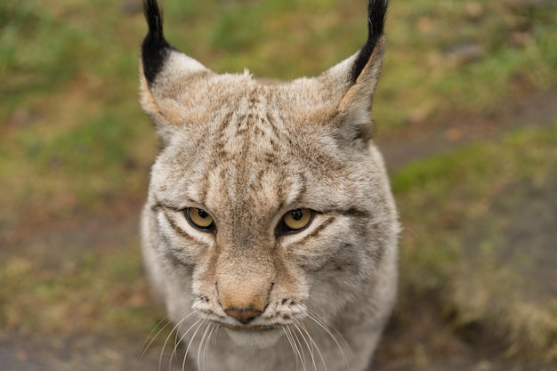 Photo close-up portrait of lynx