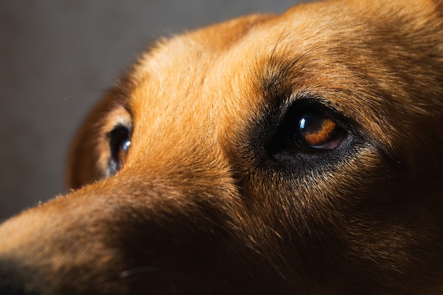 Close up portrait of a mongrel dog in interior