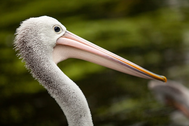 Close-up portrait of an old pelican