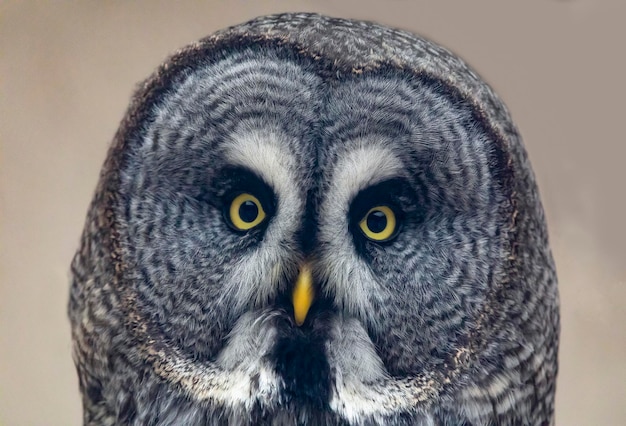 Photo close-up portrait of owl