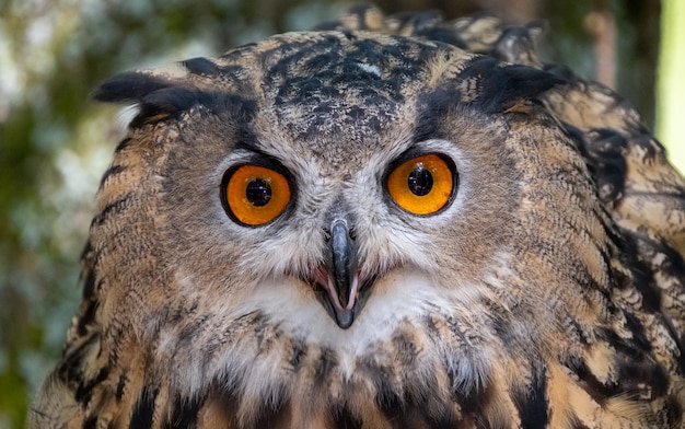 Photo close-up portrait of owl