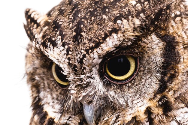 Photo close-up portrait of owl