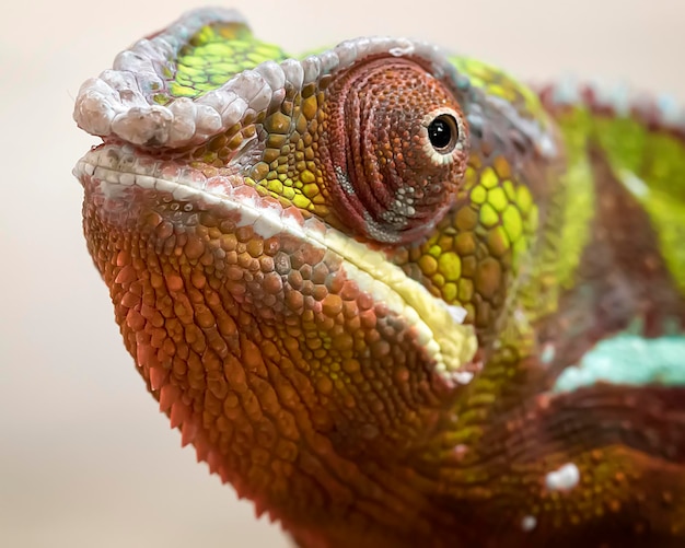 Photo close-up portrait of panther chameleon furcifer pardalis