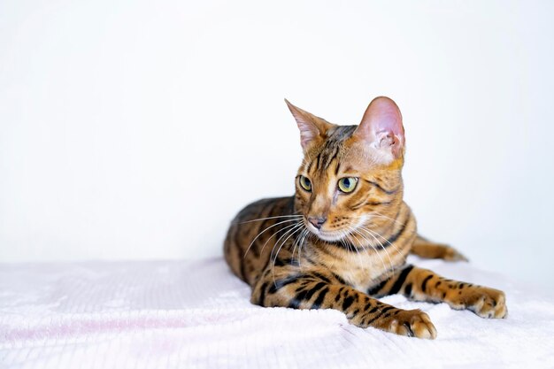 Close up portrait pet f purebred bengal cat leopard color photo of a cat sitting in the studio looks...