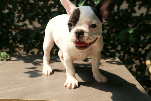 Close-up portrait of puppy