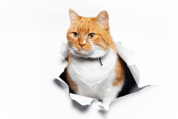 Close up portrait of red cat through white torn paper hole