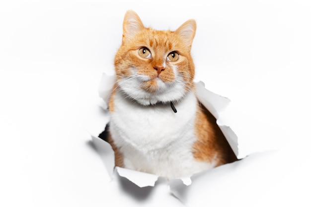 Close up portrait of red cat through white torn paper hole