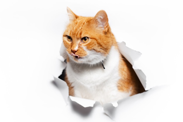 Close up portrait of red cat through white torn paper hole