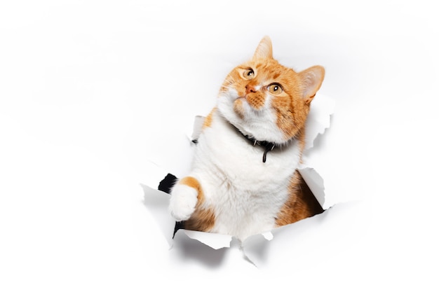 Close up portrait of red cat through white torn paper hole