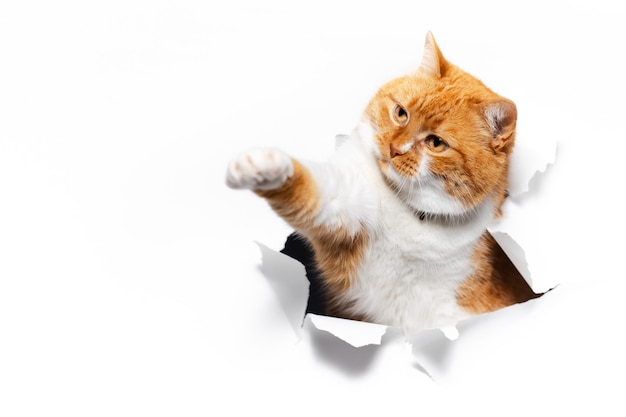 Close up portrait of red cat through white torn paper hole