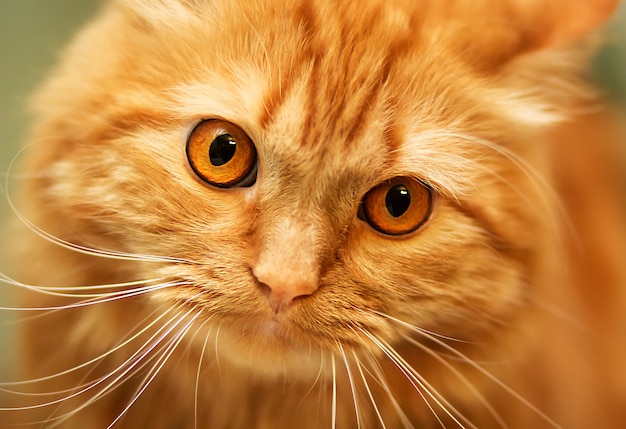 close-up portrait of a red cat