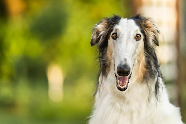 Close up portrait of satisfied Russian wolfhound empty space for insertion