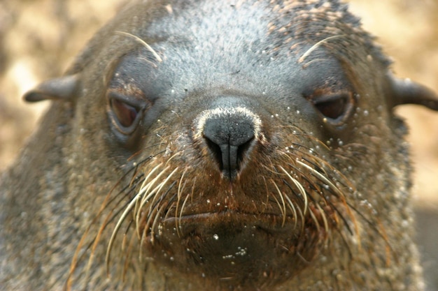 Photo close-up portrait of a  seal animal